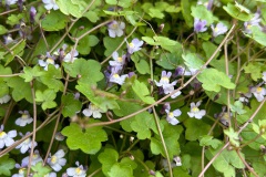 Muurleeuwenbek (Cymbalaria muralis) geïmporteerd van een abdijmuur in Megen