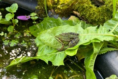 grote groene kikker (Pelophylax ridibundus)