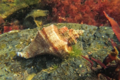 Japanse stekeltoren (Ocenebra inornata)