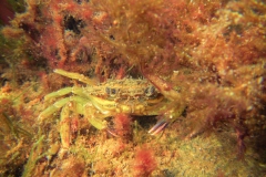 strandkrab die wier nadoet