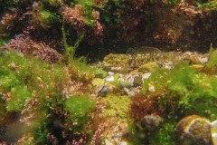 Grondeltje (gobius sp.)