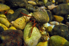 rode heremietkreeft (Clibanarius erythropus)