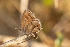 geraniumblauwtje (Cacyreus marshalli)