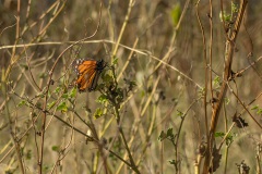 De monarchvlinder (Danaus plexippus)