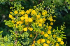 Vachellia nilotica, ook wel bekend als doorn mimosa maar eigenlijk een acacia soort