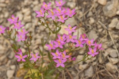 Echt duizendguldenkruid (Centaurium erythraea) 