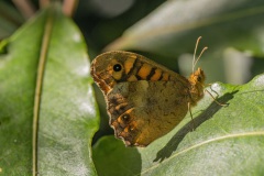 Het zuidelijke bont zandoogje (Pararge aegeria aegeria)