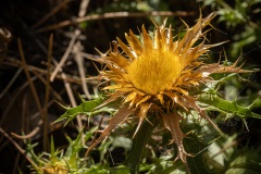 Carlina hispanica een distelsoort