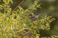 kleine zwartkop (Curruca melanocephala)