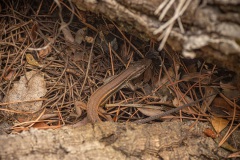 grote zandloper (Psammodromus algirus)