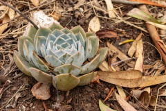 sedem, hier in de tuin daar in het wild