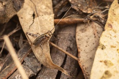 Gryllomorpha sp.? in Parque Florestal de Monsanto