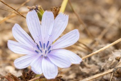 Wilde cichorei (Cichorium intybus)