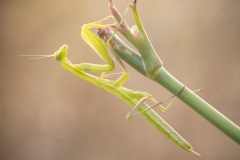 De Europese bidsprinkhaan (Mantis religiosa) 