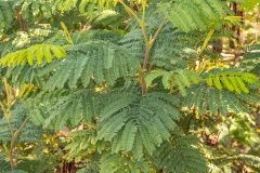 Albizia (Paraserianthes lophantha) een invasieve exoot 