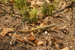 Geniez\'s muurhagedis (Podarcis virescens)