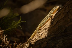 Geniez\'s muurhagedis (Podarcis virescens) bij Praia das Fontainhas