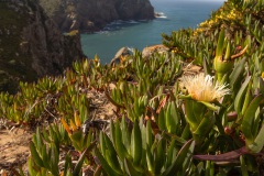 hottentotvijg (Carpobrotus edulis) bij Cabo da Roca