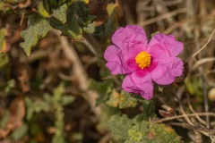 een rotsroos (Cistus crispus) met springstaartje