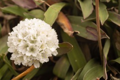 Armeria pseudarmeria, een engels grassoort op Cabo da Roca