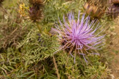 Kardoen (Cynara cardunculus) een plant die verwant is met de artisjok