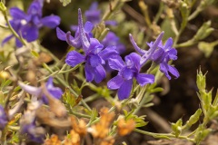 ridderspoor (Delphinium sp.)