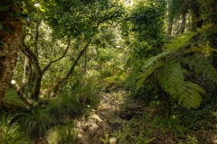 Het bos van Sintra