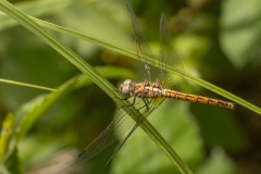 vrouwtje purperlibel (Trithemis annulata)