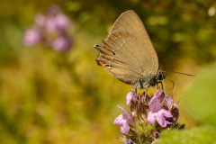 De spaanse eikenpage (Satyrium esculi) in Sintra