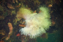 een enorme zeeanjelier (Metridium senile)