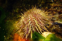 Kleine zeeappel Psammechinus miliaris