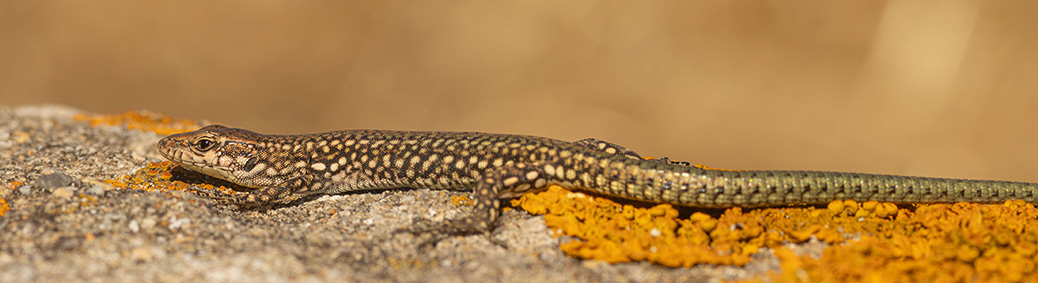 Geniez's muurhagedis (Podarcis virescens)